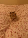 guldhamster 