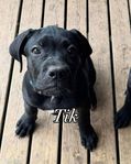 Cane corso valp (blandras) 