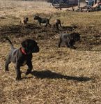 Cane corso tikvalp - snart leveransklar