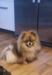 Pomeranian 