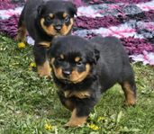 Rottweiler valpar med Stamtavla