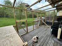 Catio, kattgård, hönshus, hönsgård, pergola