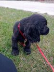 Spaniel