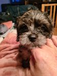 cavapoo mix