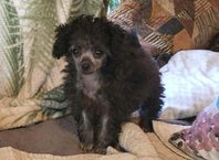 Mini. Saga, toypudel / chihuahua 12 v 