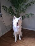 1 års Blandras hane