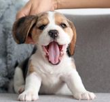 Beagle Valpar 