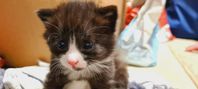 Katt ungar säljes lev klara juni 