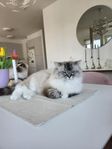 ragdoll
