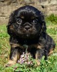Jättesöta små Spaniel mix valpar