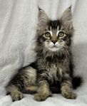 Renrasig Maine Coon tjej med Stamtavla