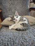 Kattunge
