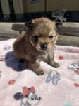 Pomeranian Valp