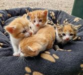 kattungar säljer