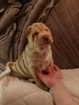 2 supervackra fina Shar pei flickor 15 veckor