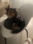 två Chihuahuahanar syskon