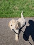 Goldendoodle