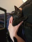 Leveransklar kattpojke