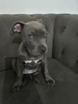 american bully