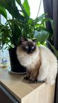 Ragdoll hana 