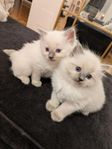  Ragdoll utan stamtavla 