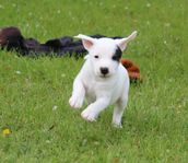Jack Russell Terrier