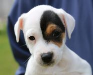 Jack Russell Terrier 