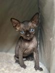 sphynx