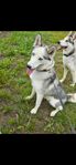 siberian husky tik