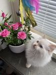Söt Ragdoll kattunge