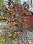 9 st bokar till bokhäck