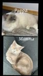 Fem underbara kattungar