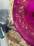 hamster med lite tillbehör