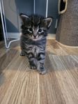 Norsk skogkatt kattungar 