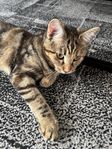 kattunge