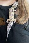 Leopardgecko med alla tillbehör och mat