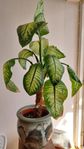 Prickblad/Dieffenbachia