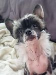 Chinese crested dog tik valp SKK 