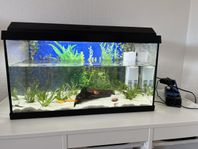 Akvarium med fiskar