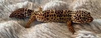 Leopardgecko, terrarium med tillbehör