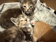 Kattungar leveransklara 27/6