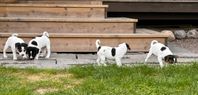 Dansk-svensk gårdshund
