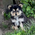 Lapphunds valpar