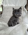 High Fidelity ♡