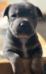 Staffordshire bullterrier valpar 