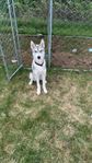 Alaskan husky 