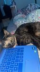  katt 