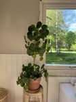 Växt Pilea Peperomioides ”Elefantöra”