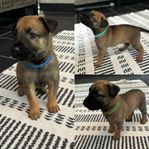 Valpar Malinois/Holländare - hanar 