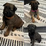 Valpar Malinois/Holländare - tikar 
